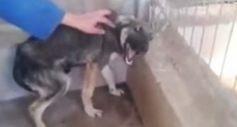 En kvinna klappar en hund som har misshandlas i flera år... Hans reaktion är hjärtskärande