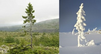 Entdeckung in Schweden : der älteste lebende Baum der Welt: 9550 Jahre alt