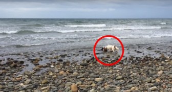 Il suo cane nota qualcosa sulla spiaggia: un piccolo amico ha bisogno di aiuto!