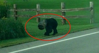 Um urso passa dias com uma balde na cabeça, mas alguém encontra a coragem para intervir e ajudar