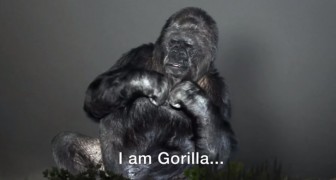 Koko, le gorille le plus intelligent du monde, a un message pour nous tous. A voir!