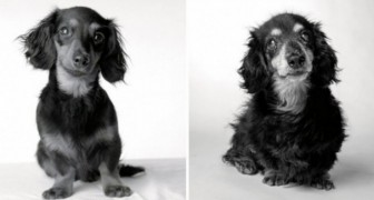 Deze honden zijn gefotografeerd als pup en als senior: het resultaat is ongelooflijk ontroerend