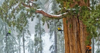 Deze sequoia van 3200 jaar oud is nog nooit in zijn volledigheid gefotografeerd
