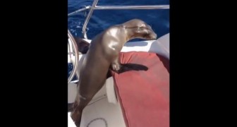 Un cucciolo di foca si avvicina a una barca... e regala a tutti un momento indimenticabile