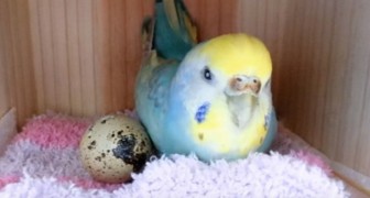 Il donne au perroquet un œuf de caille du supermarché et l'incroyable se produit