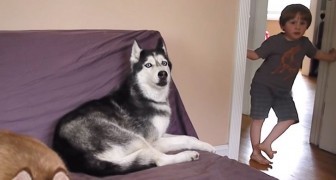 When the father says he will cook potatoes for dinner --- the reaction of the Husky leaves them speechless! 