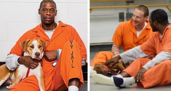 Les chiens des refuges entrent en prison avec les détenus. Les effets sont étonnants