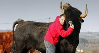 Il y a des années, il a sauvé un taureau de la corrida: leur amitié dépasse l'entendement