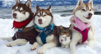 3 Husky salvano una gattina da morte certa... Oggi sono amici INSEPARABILI