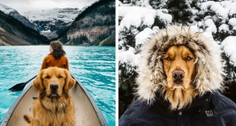 Deze hond mocht mee op een reis om de wereld en hij heeft bewezen dat hij de beste reisgenoot is die er bestaat