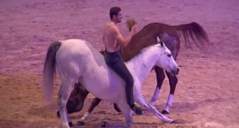 Il dresse ses chevaux avec une technique spéciale... Regardez ce qu'il réussit à faire