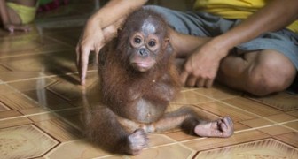 Un piccolo orangotango continua ad abbracciare se stesso... Il motivo è straziante