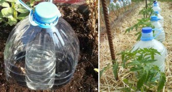 Uma ótima técnica para irrigar as plantas economizando muita água