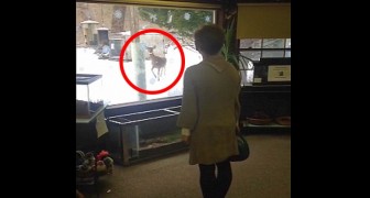 Een vrouw ziet een hert staan als ze uit het raam kijkt... wat het dier doet brengt een lach op je gezicht! 