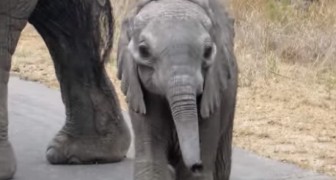 A baby elephant approaches some tourists ... The gesture of its mother will surprise you!