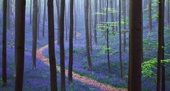 Elk jaar vindt er in de lente een adembenemende show plaats in dit Belgische bos