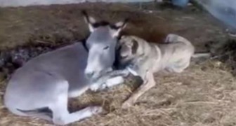 Ein behinderter Hund findet in einem Esel seinen besten Freund. Wenn man sie zusammen sieht, macht es einen glücklich