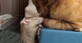 Gatti e topi si odiano? Guardate questo video e sarete costretti a ricredervi!