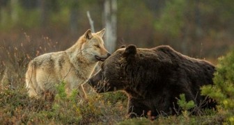 10 dagen lang volgde een fotograaf een wolf en een beer: hij kon zijn ogen niet geloven!