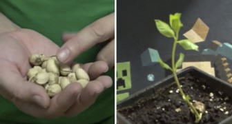 Hier zie je hoe je een pistacheboom kunt laten groeien met pistachenootjes uit de supermarkt!