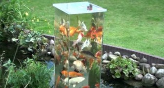He puts his aquarium upside down in his pond: the result is quite appealing!
