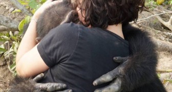 Du laboratoire à une île déserte: le sauvetage émouvant du chimpanzé le plus seul du monde