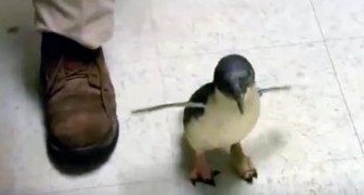 Ecco il motivo per cui questo pinguino è diventato la mascotte di tutto il centro