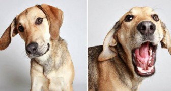 19 chiens errants à la recherche de famille posent pour une séance photo unique en son genre