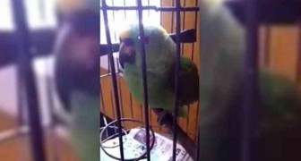 This parrot imitates so perfectly a crying baby... it is hard to believe!