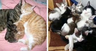 20 foto's van katten die maar al te goed weten wat het is om een gezin te hebben