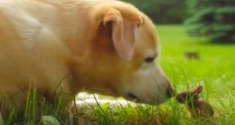Un labrador incontra un minuscolo coniglio: il momento è adorabile