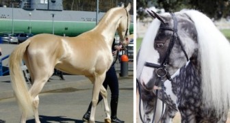 9 van de meest unieke paarden ter wereld: je zult halsoverkop verliefd worden