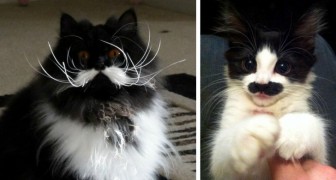 13 gatti nati con dei baffi perfetti: impossibile prenderli sul serio!