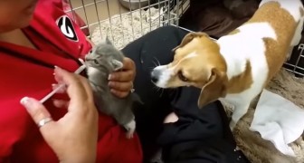 La donna cerca di allattare il gatto orfano, ma guardate cosa fa il cane...