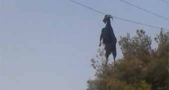 Diese Männer bemerken eine Ziege, die an einem Kabel hängt: So retten sie sie 