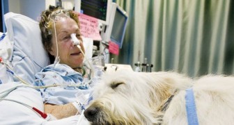 Questo ospedale permette ai cani di visitare i loro padroni malati: gli effetti sono sorprendenti