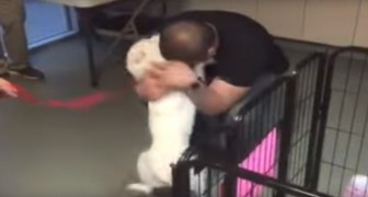 Le chien su0027est perdu pendant 22 longues journées. Quand il 
