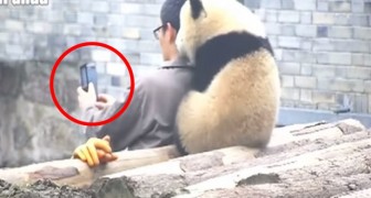 Hij probeert een selfie te nemen met een pandabeer: de reactie van het dier? Je zult versteld staan! 