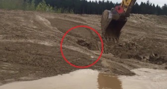 A worker sees something move in the mud! --- What he manages to do is marvelous!