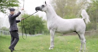 Un homme et son cheval se regardent: les images de cette vidéo sont un vrai enchantement