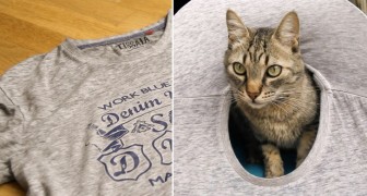Here's how to build a cat tent! --- Using an old large size T-shirt!