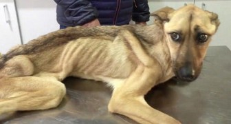 She was so thin that she could not stand up --- but after seven weeks she is unrecognizable!