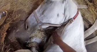 His horse's life is in danger --- but this man will do everything he can to save it!