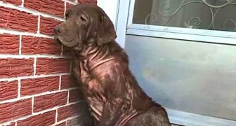 Deze Hond Stond Elke Dag Ongezien In Een Verlaten Portiek Totdat Iemand Haar Zag
