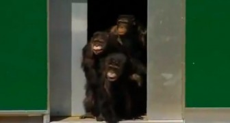 They spent 30 years in a cage -- Now they can look at the sky for the first time!