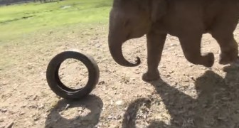 Un cucciolo di elefante trova un copertone... il modo in cui lo usa è pazzesco!