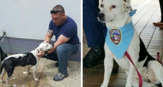 Un cane randagio entra in una stazione di polizia, e pochi giorni dopo... viene assunto!