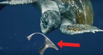 Una tortuga marina come los residuos dejados en el mar, pero esta vez no terminara como piensas!