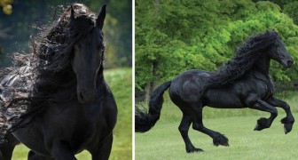 Tous le considèrent comme le cheval le plus beau du monde: son élégance est indescriptible