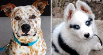 Hier einige Hunde, die Mutter Natur zu wahren Kunstwerken gemacht hat